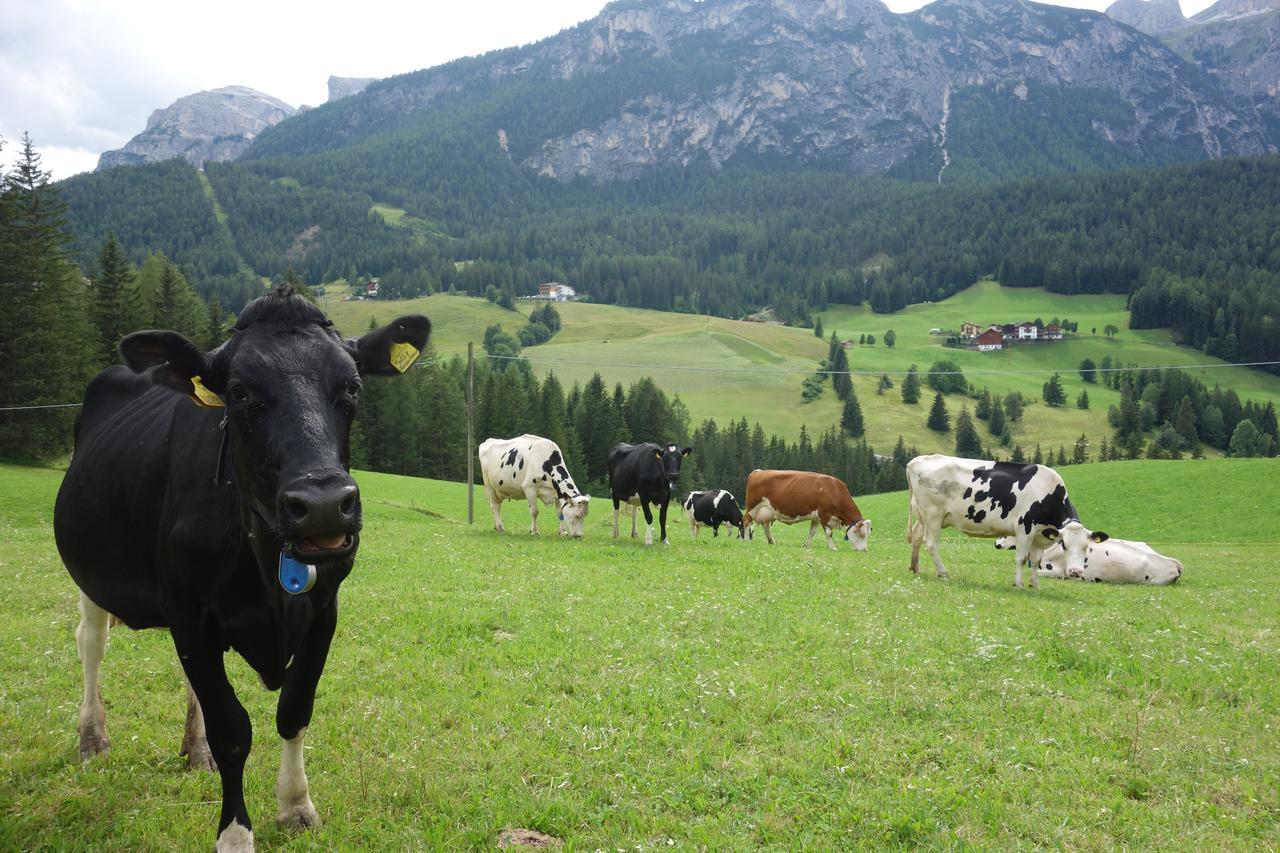 Apartmán Agriturismo Anví Badia  Exteriér fotografie